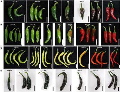 Investigation of genetic factors regulating chlorophyll and carotenoid biosynthesis in red pepper fruit